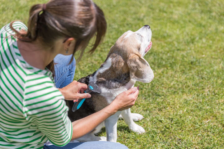 TRIXIE Carding-Striegel